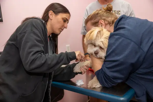 Veterinary staff giving a vaccine to a small during a visit at Dr. Dan’s Animal Hospital.